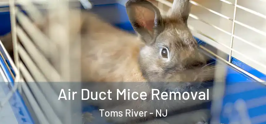  Air Duct Mice Removal Toms River - NJ